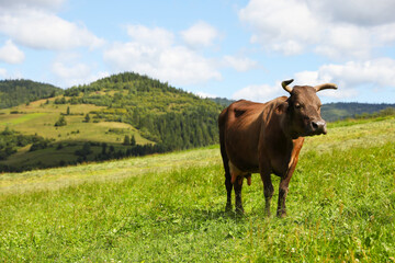 Fototapeta premium Beautiful cow grazing on green grass outdoors