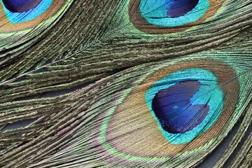 Fototapeta premium Beautiful bright peacock feathers as background, top view