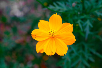  Cosmos bipinnatus or Cosmos bipinnatus (scientific name: Cosmos bipinnatus) is a species of flowering plant in the Asteraceae family