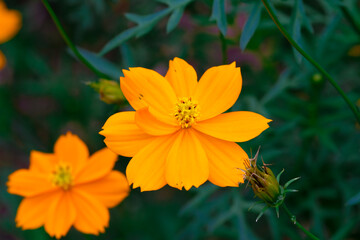  Cosmos bipinnatus or Cosmos bipinnatus (scientific name: Cosmos bipinnatus) is a species of flowering plant in the Asteraceae family