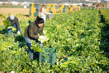 Asian woman with team of farm workers arranging crop of ripe celery in boxes on field. Harvest time