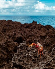 Crab by the ocean