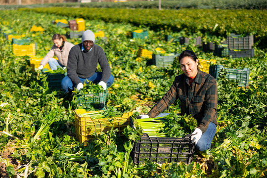 Positive Asian woman plantation worker squatting at celery crop and smiling.