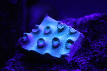 Purple and Green Hard Coral Polyps 