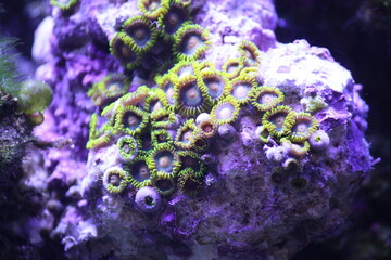 Green Button Polyps – the Zoanthid 