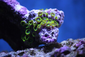 Green Button Polyps – the Zoanthid 