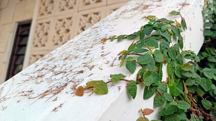 Close up of vines on the wall