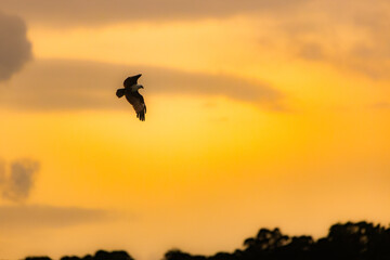eagle in the sunset
