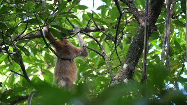 Selective focus proboscis monkey in the wild, sitting on tree, at mangrove forest at Tarakan, Indonesia. Proboscis monkey foraging at mangrove forest. Wild nature stock footage.	