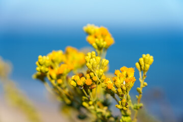 Close up of yellow flowers with the ocean in the background