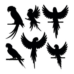 Obraz premium set of eagle
