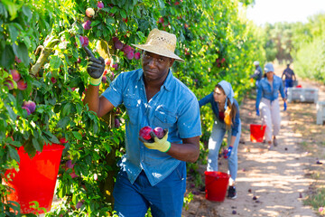 Hardworking african american male farmer working in a fruit nursery plucks ripe plums from a tree, putting the fruits in a ..bucket