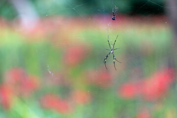 蜘蛛の巣を張る蜘蛛