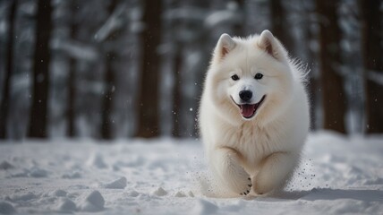 Happy Samoyed Dog Running in Winter