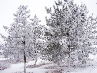 The natural phenomenon of rime ice forming on trees in winter.