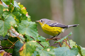 A magnolia warbler (Setophaga magnolia), likely a female or immature bird, visits southwest Florida...