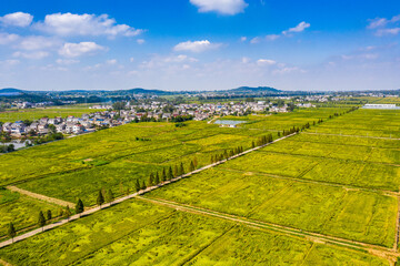 Pattern of paddy rice field by drone