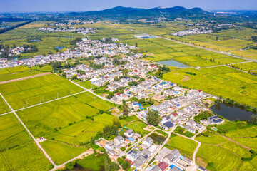 Pattern of paddy rice field by drone