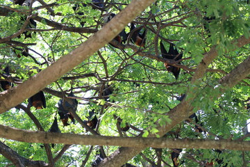 Hen bats live in nature.