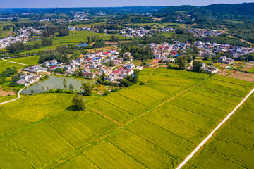 Pattern of paddy rice field by drone