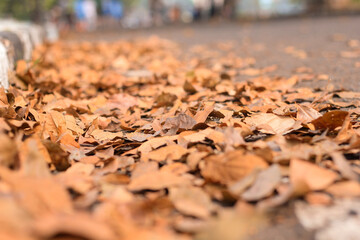 View of dry autumn leaves fallen on street.