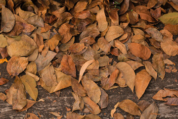 View of dry autumn leaves fallen on street.