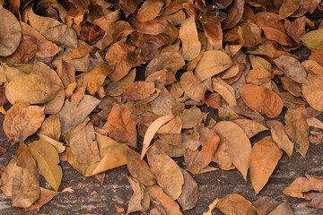 View of dry autumn leaves fallen on street.