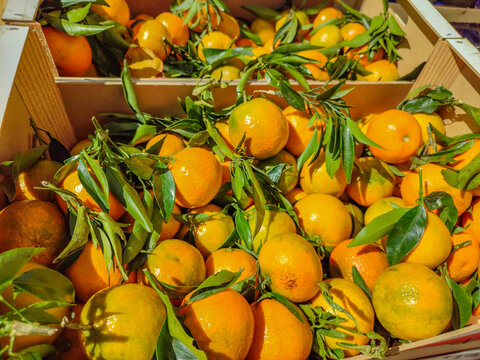 Plateaux d'oranges avec les fruits et les feuilles dans des cagettes sur un march&eacute; de Nice