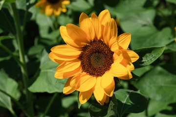 Sunflowers blooming in the park