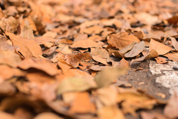 View of dry autumn leaves fallen on street.