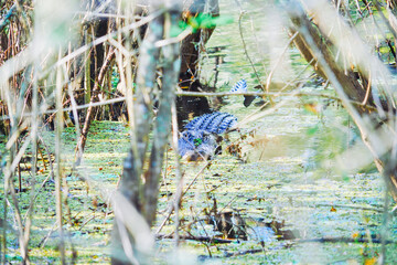 The landscape of Hillsborough river and lettuce park at Tampa, Florida
