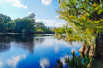 The landscape of Hillsborough river and lettuce park at Tampa, Florida
