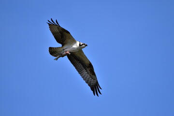 Osprey in flight