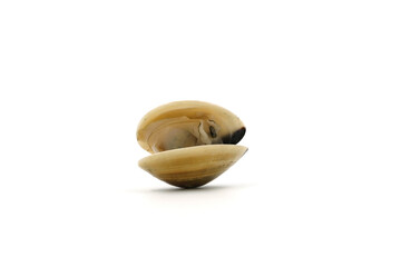 Closed up fresh baby clams, venus shell, shellfish, carpet clams, short necked clams, as raw food from the sea are the seafood ingredients. fresh clams Background. seafood.Isolated on white background