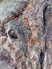 old tree bark texture, suitable for vintage themed design elements