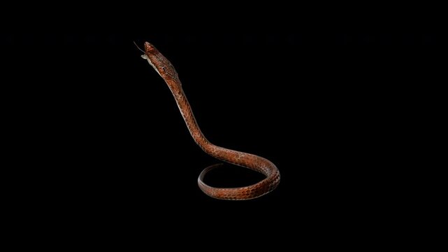 Cobra Snake - Indian Spectacled - Amber Brown Skin - Aggressive Standing and Jumping Attack Loop - Back Angle CU View - Alpha Channel - Realistic 4K UHD 3D animation on transparent background