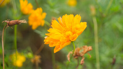 A photo of marigold flower. Taken during daytime in Las Piñas.