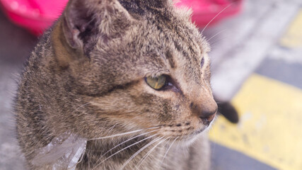 A photo of a cat looking afar. Taken during daytime in Las Piñas.