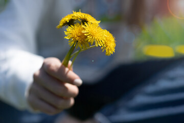 hand holding dandelion