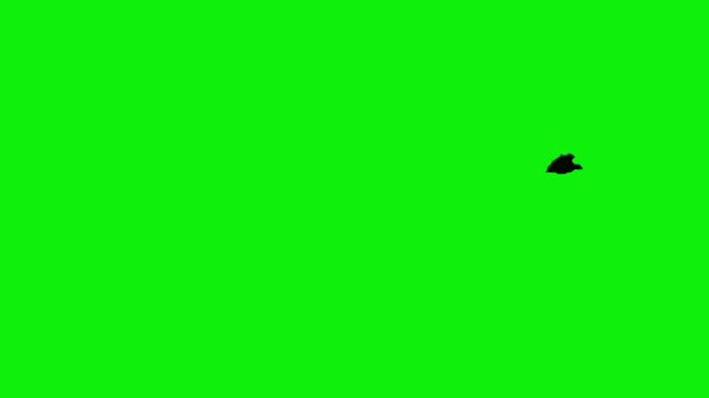 Sideview halloween bat colony silhouette animation flying from left to the right on green screen. Concept of halloween, animal, and wildlife.