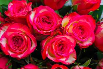 Obraz premium bunch of roses