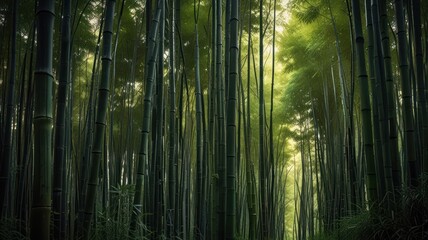 Fototapeta premium Bamboo Forest Path