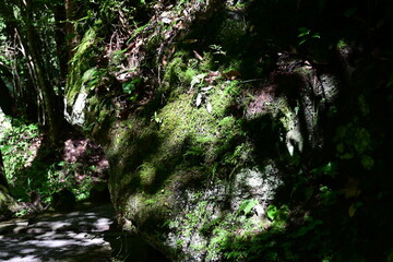 渓谷の苔の生えた岩