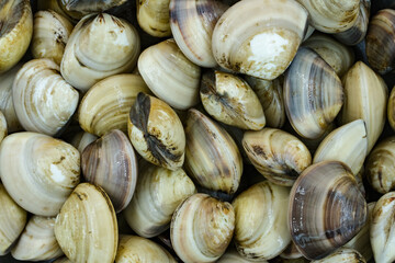 Fresh clams for seafood background