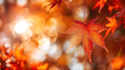 Fototapeta premium Gorgeous Autumn Red Maple Leaf Forest Background Picture: A Captivating Seasonal Display. Admire the Beauty and Tranquility.