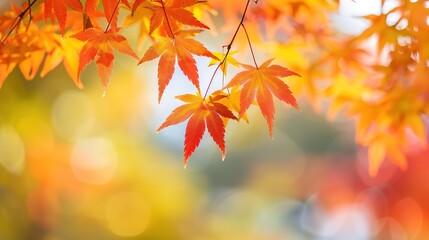 Fototapeta premium Gorgeous Autumn Red Maple Leaf Forest Background Picture: A Captivating Seasonal Display. Admire the Beauty and Tranquility.