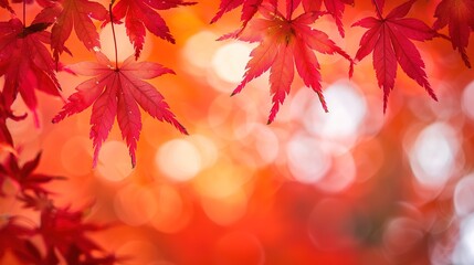 Fototapeta premium Gorgeous Autumn Red Maple Leaf Forest Background Picture: A Captivating Seasonal Display. Admire the Beauty and Tranquility.