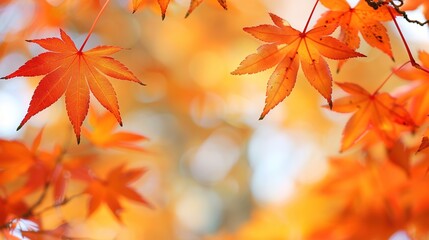 Fototapeta premium Gorgeous Autumn Red Maple Leaf Forest Background Picture: A Captivating Seasonal Display. Admire the Beauty and Tranquility.