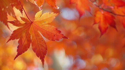Fototapeta premium Gorgeous Autumn Red Maple Leaf Forest Background Picture: A Captivating Seasonal Display. Admire the Beauty and Tranquility.