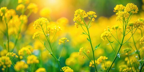 Obraz premium Closeup of vibrant spring camelina against blurred garden background, spring, camelina sativa, garden, closeup, vibrant